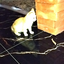 miaww_123506 avatar