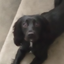 bella_my_doggy avatar