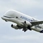 Beluga1211 avatar
