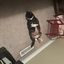 TroyTheCat avatar