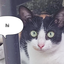 kawaii_cats avatar