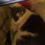 Cats_R_Life avatar
