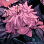 LUNASTARSS_CHAN avatar