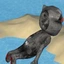 ardelean421 avatar