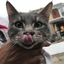 mrmeowmeow755 avatar