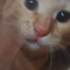 BgAlp avatar