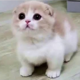 @cats_are_kewl