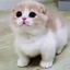 cats_are_kewl avatar