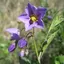 Nightshade_love avatar