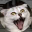 cat_78 avatar