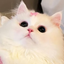 _-PeachyPaws_-Alt avatar