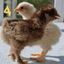 the_lil_chick avatar