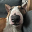 -thedog avatar