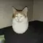 meouw avatar