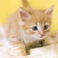 Blair_meow avatar