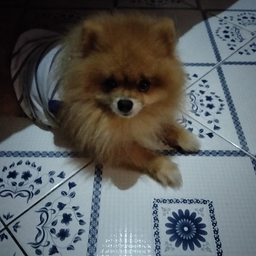 @ShadowPom43