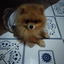 ShadowPom43 avatar