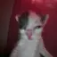 P0CH0_C4T avatar