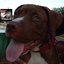DogiGamer avatar