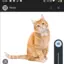 gato_xdf avatar