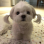 shaun2 avatar