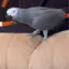 Apollothefirst avatar