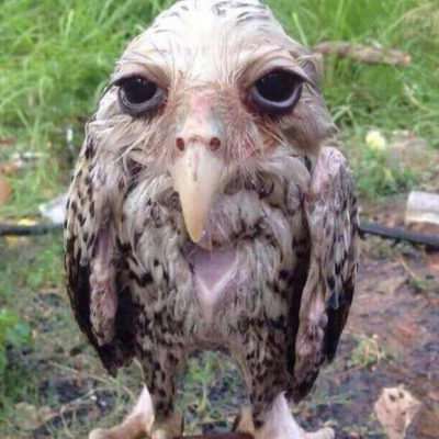 @Birdling