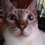 Kaatyu avatar