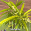 Rea_offacal avatar