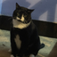 Coolkittyj avatar