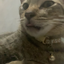 TBBG avatar