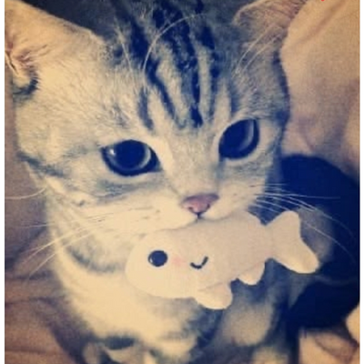 @_SmittenKitten