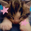 -br0wn_cat- avatar