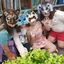 Ruffettherianfox24680 avatar