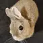 _buny avatar