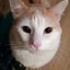 Stupid_Croissant avatar