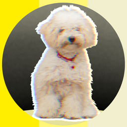 @Rayo_TheToyPoodle