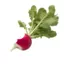 ALiteralRadish avatar