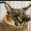 Actual_lolip avatar