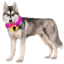 Olli4443 avatar