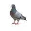 coolgamer736282 avatar