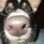 Bdoge0405 avatar
