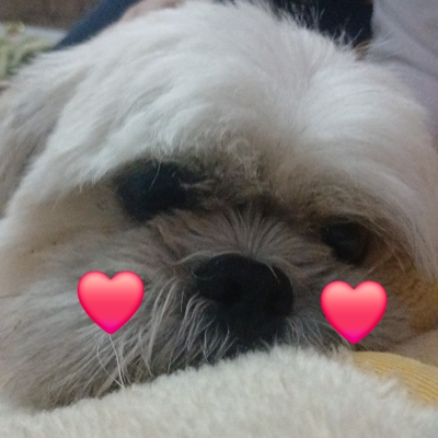 @dog2026_50FOLLOWERS