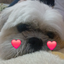 dog2026_50FOLLOWERS avatar