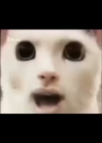 Burping cat
