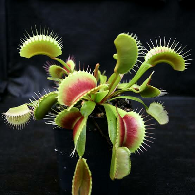 @VenusFlytrap11