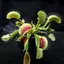 VenusFlytrap11 avatar