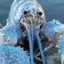 blu3lobsterlol avatar