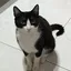 i_like_cats0 avatar
