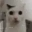 _sharkcat avatar
